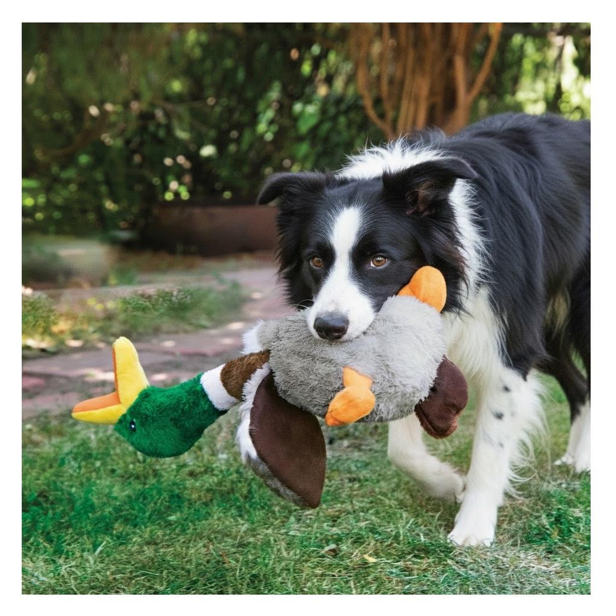 Voir la diapositive 2 : Eden Jeu pour chien honkers canard design et moderne