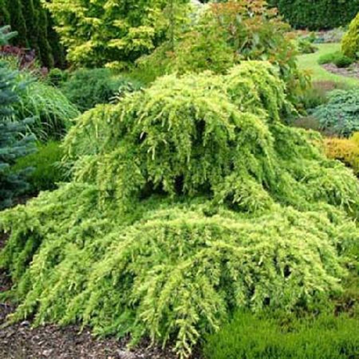 CEDRE DE L'HIMALAYA DORE NAIN