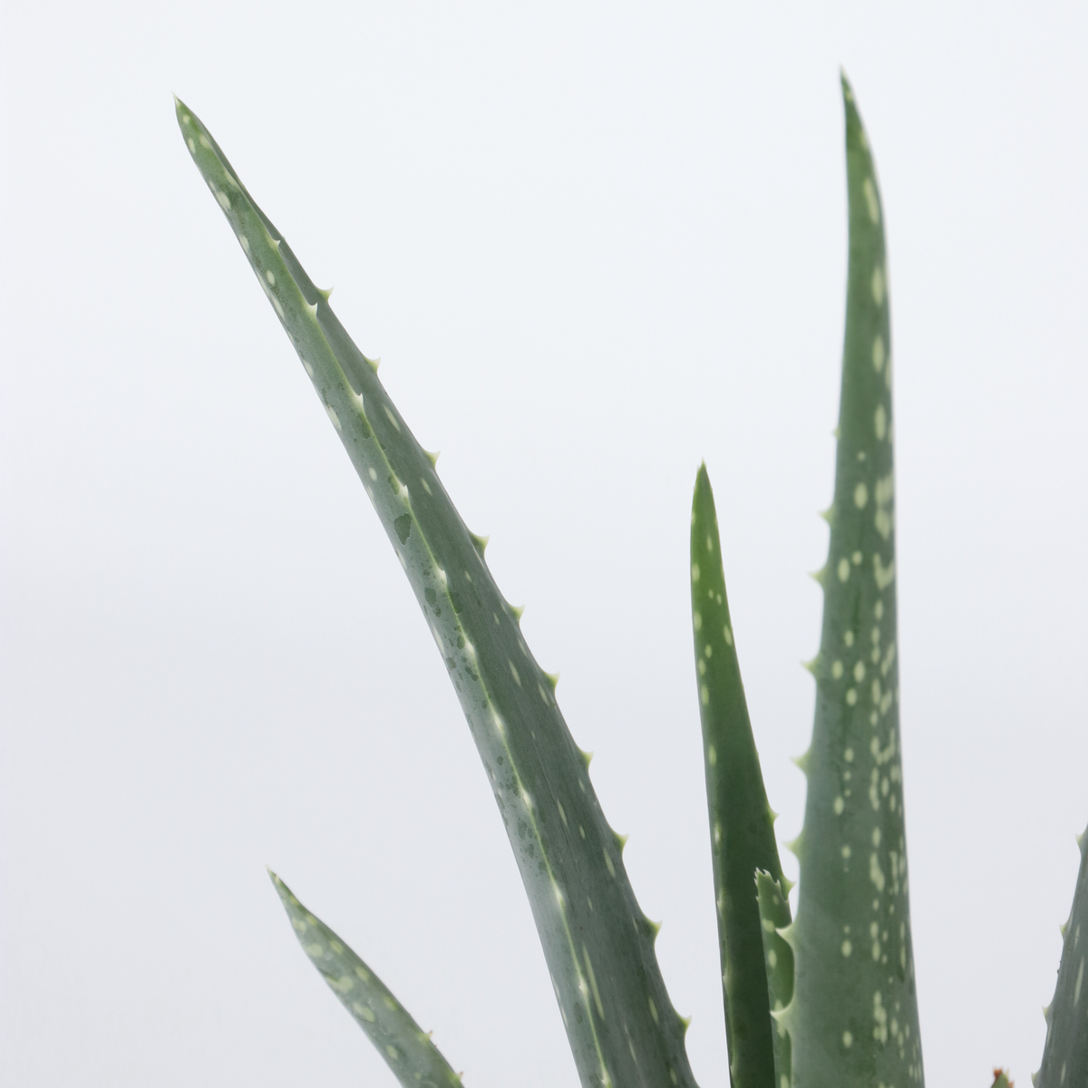 PLANT IN A BOX Aloe vera - Set de 3 - Aloe barbadensis - Hauteur 25-40cm - ⌀10,5cm