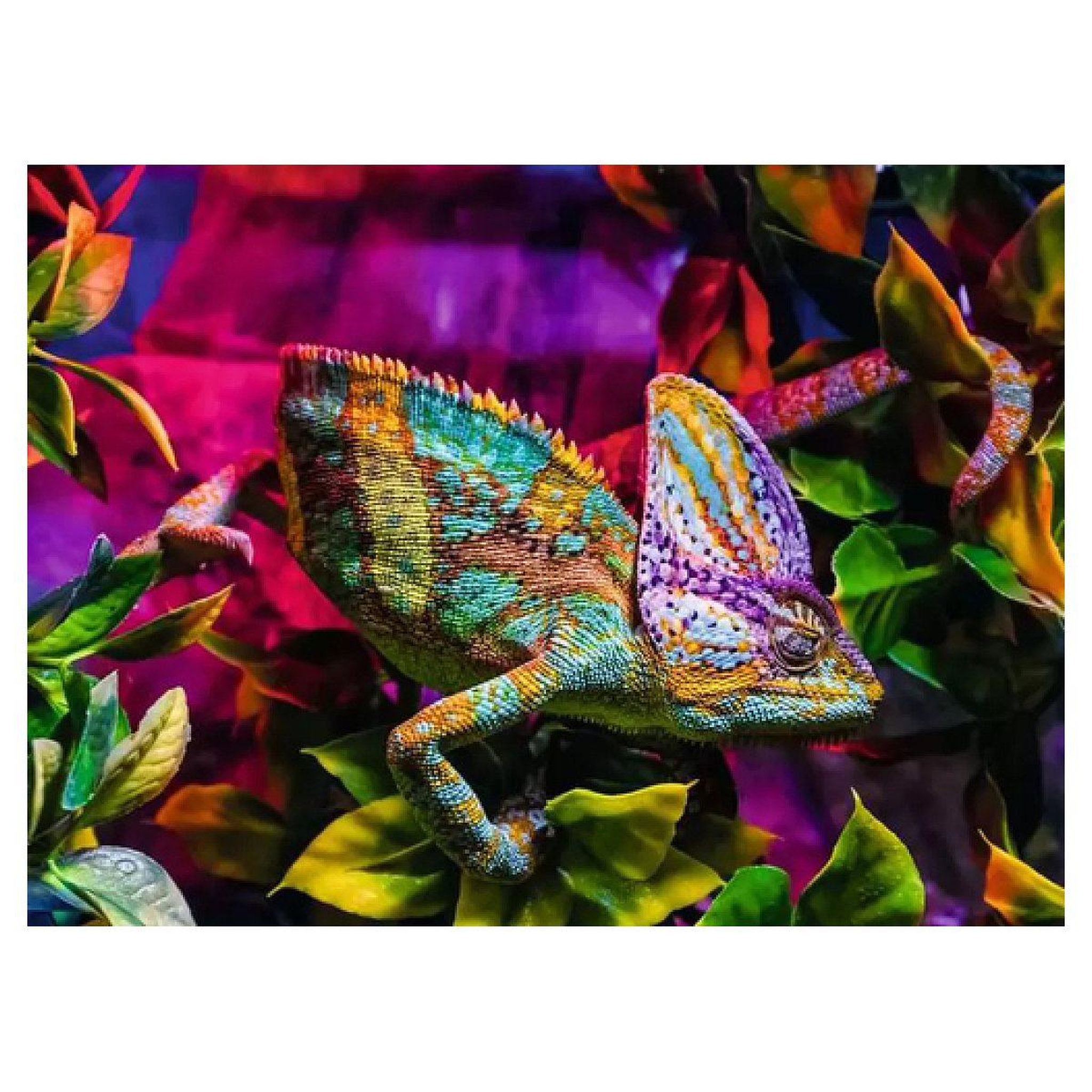 Voir la diapositive 2 : RAVENSBURGER Puzzle 500 pieces - cameleon