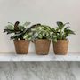Voir la diapositive 5 : PLANT IN A BOX Lot de 3 plantes d'intérieur avec paniers - Hauteur 25-40cm - ⌀12cm