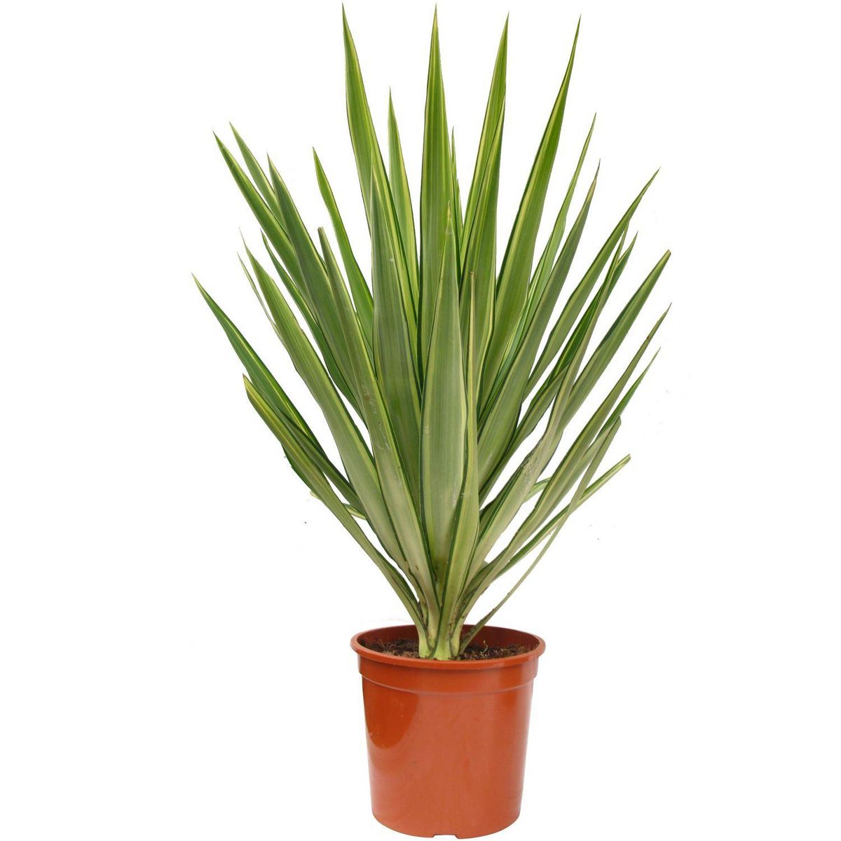 Yucca mix (Jewel-Emilia) - C5L