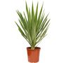 Voir la diapositive 2 : Yucca mix (Jewel-Emilia) - C5L