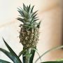 Voir la diapositive 3 : PLANT IN A BOX Ananas d'ornement - Ananas comosus 'Mi Amigo' - Hauteur 35-45cm - ⌀12cm