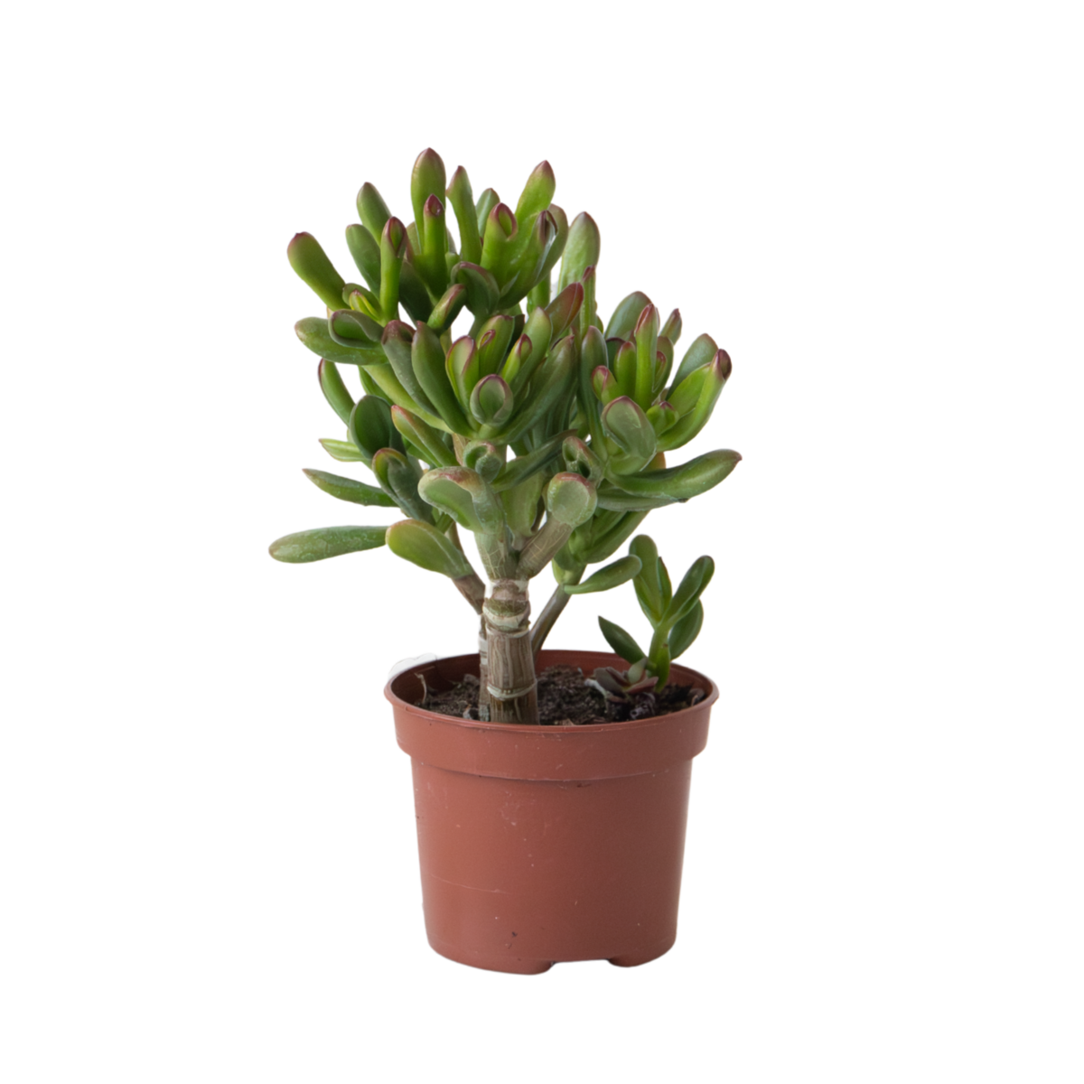 PLANT IN A BOX Plante de Jade - Crassula ovata 'Gollum' - Hauteur 15-25 cm - Pot 12 cm
