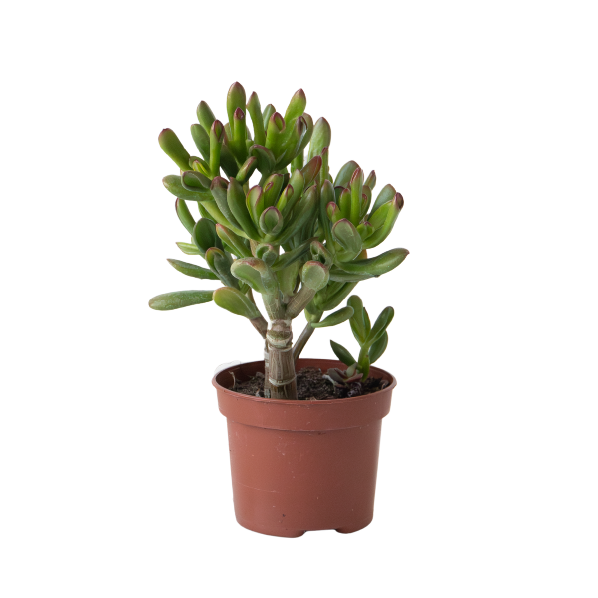 PLANT IN A BOX Plante de Jade - Crassula ovata 'Gollum' - Hauteur 15-25 cm - Pot 12 cm