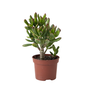 Voir la diapositive 1 : PLANT IN A BOX Plante de Jade - Crassula ovata 'Gollum' - Hauteur 15-25 cm - Pot 12 cm