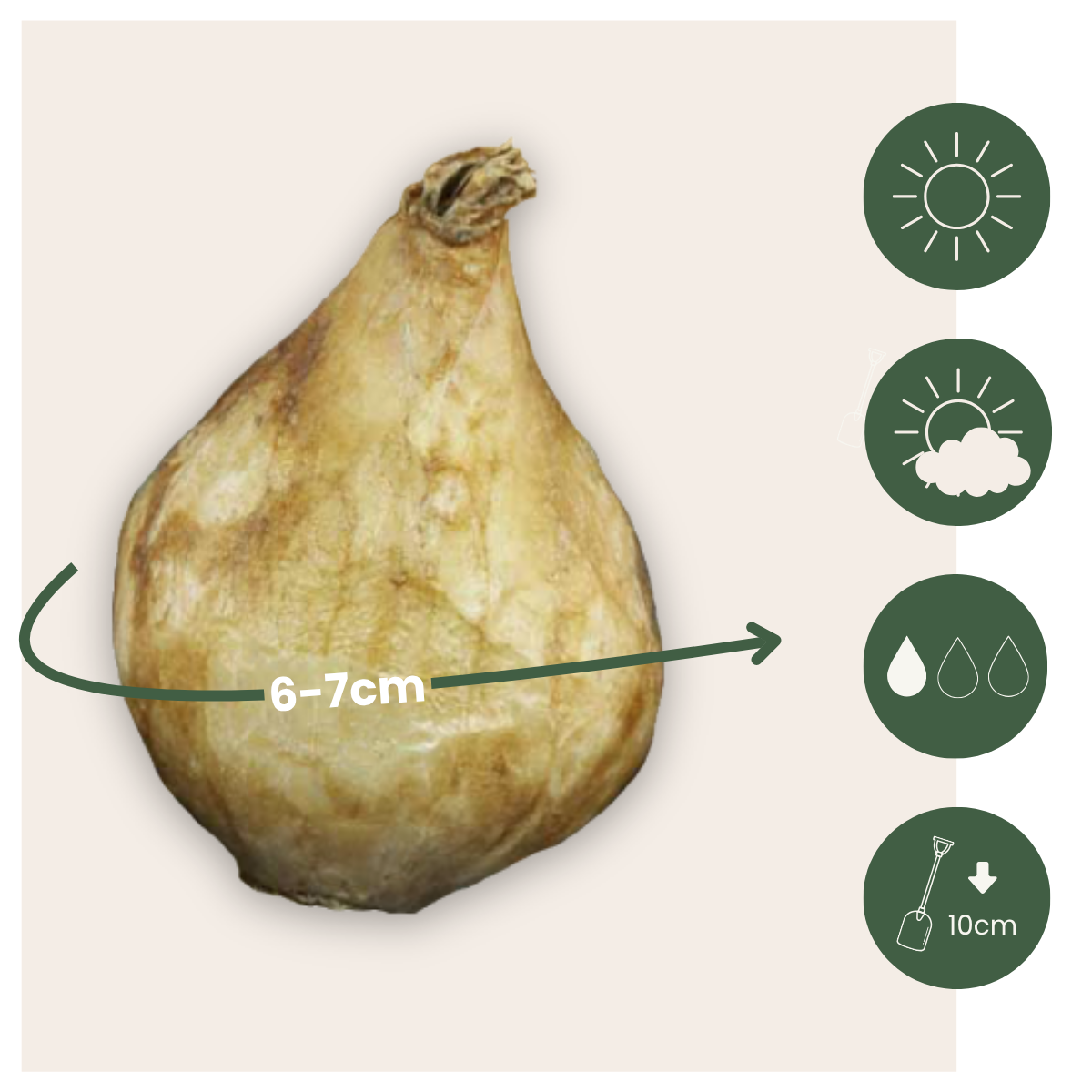 PLANT IN A BOX Perce-neige - Set de 50 - Muscari 'Magic Mix' - Bulbes à fleurs