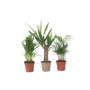 Voir la diapositive 1 : PLANT IN A BOX Mélange de palmiers d'intérieur - Set de 3 - Hauteur 25-40cm - ⌀12cm