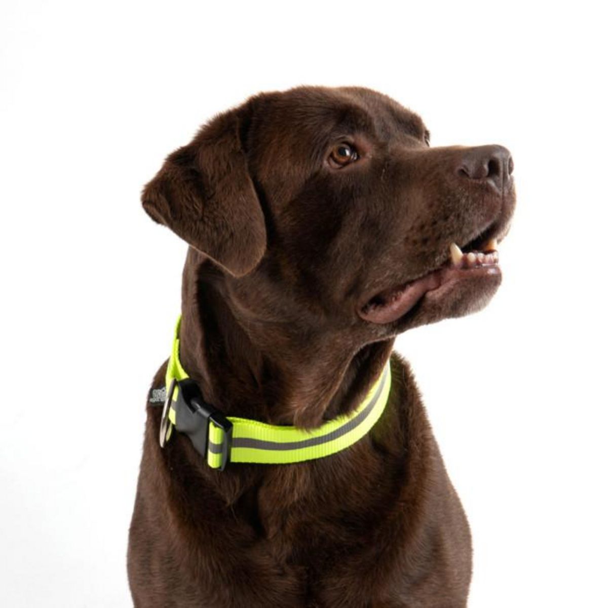 Paris Prix Collier Réglable Chien Réfléchissant  Essentiel  50-70cm Jaune