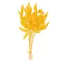 RICO DESIGN Lagurus séchés jaune - 45 cm