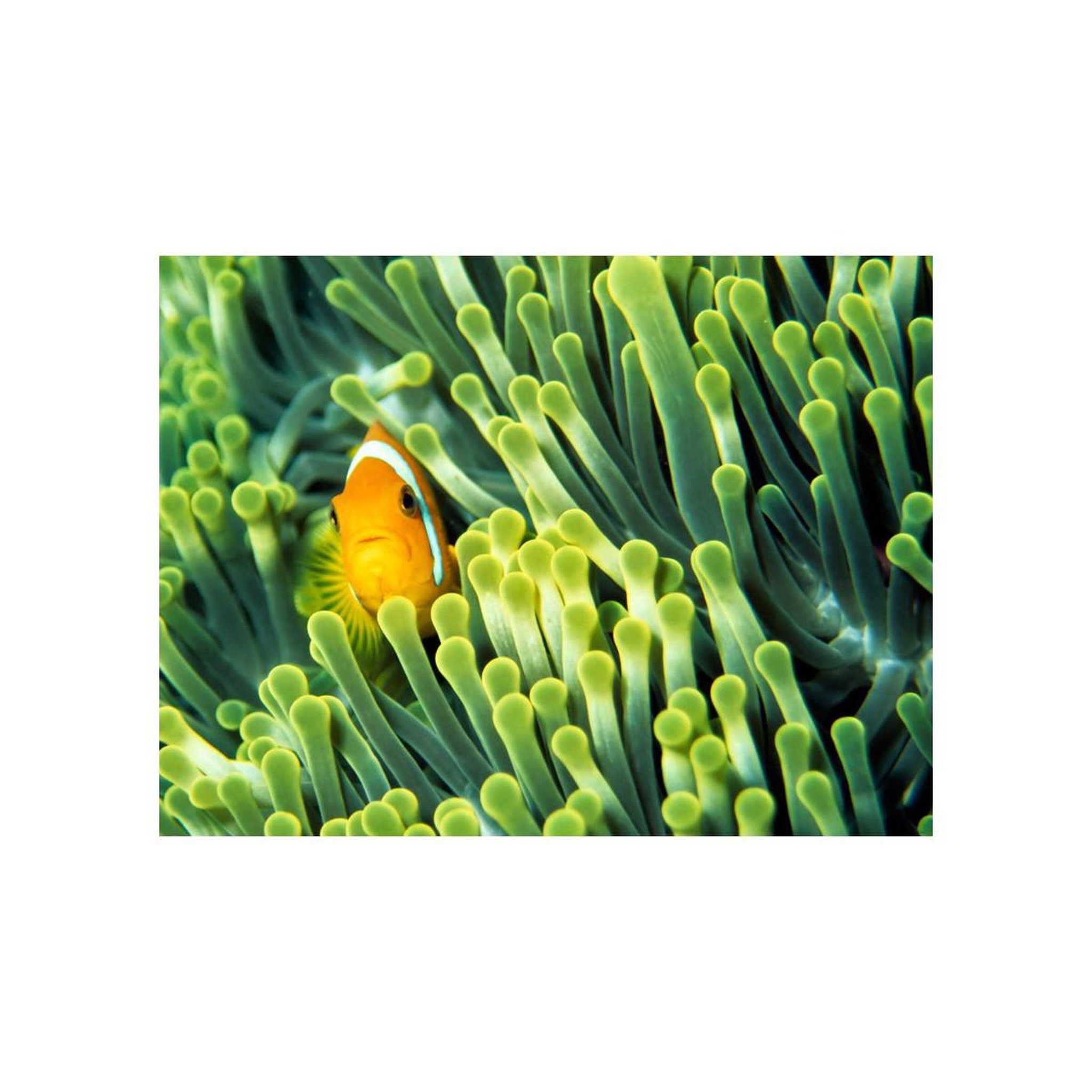 Voir la diapositive 2 : Paris Prix Papier peint  anemonefish