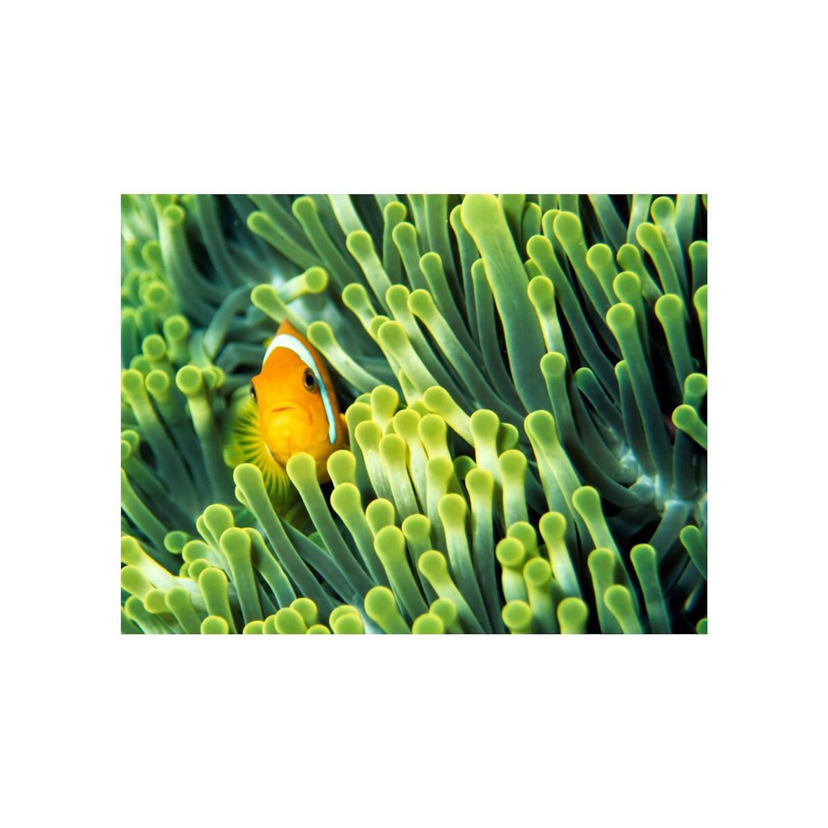 Paris Prix Papier Peint  Anemonefish