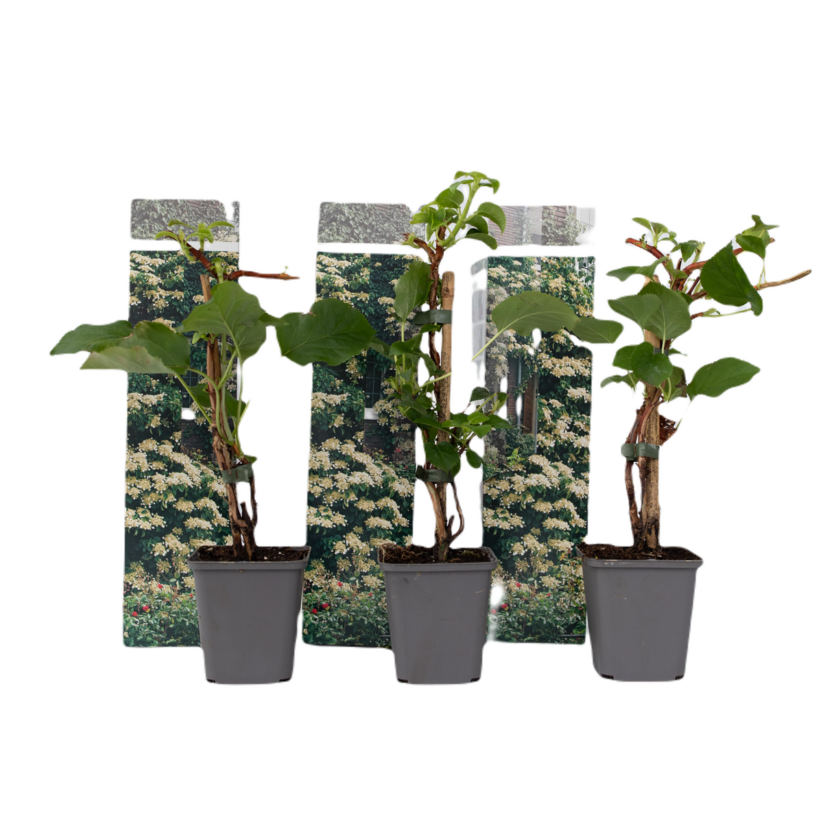PLANT IN A BOX Hortensia grimpant - Set de 3 - Hydrangea anomale petiolaris - H25-40cm - ⌀9cm