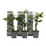 Voir la diapositive 1 : PLANT IN A BOX Hortensia grimpant - Set de 3 - Hydrangea anomale petiolaris - H25-40cm - ⌀9cm