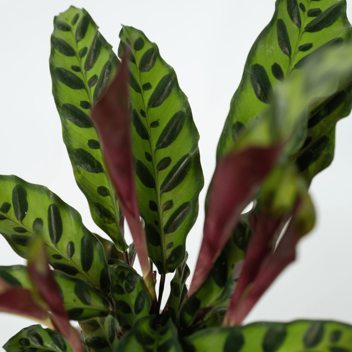PLANT IN A BOX Calathea ornata - Set de 2 - Goeppertia insignis - Hauteur 30-40cm - ⌀12cm