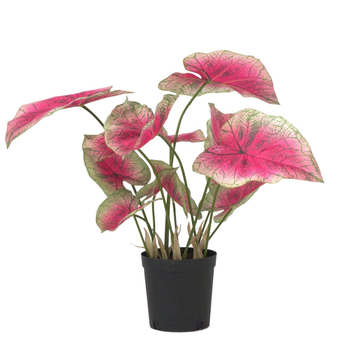 PLANT IN A BOX Caladium artificiel - Hauteur 60cm
