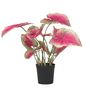 Voir la diapositive 1 : PLANT IN A BOX Caladium artificiel - Hauteur 60cm