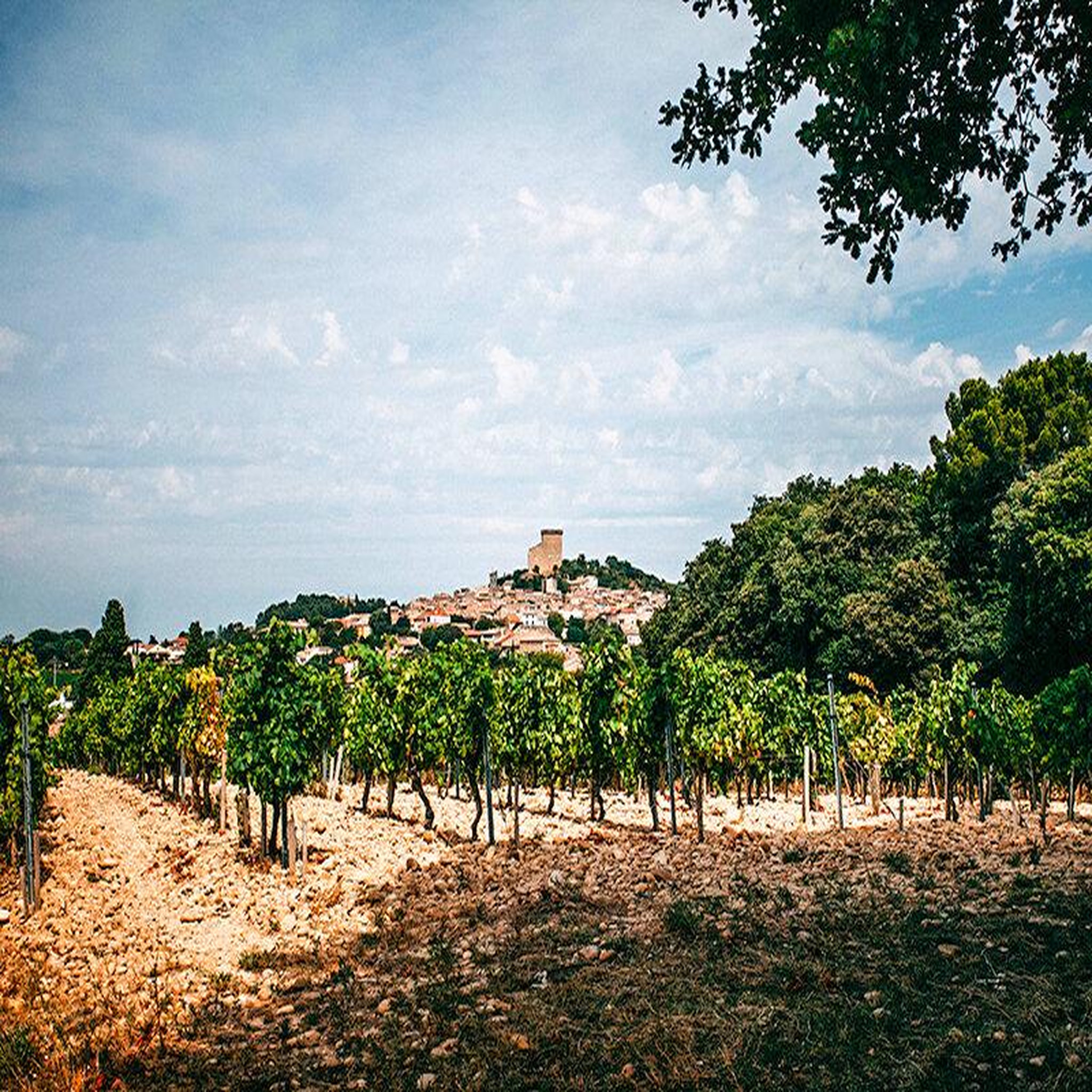Voir la diapositive 4 : Smartbox Visite d'une cave à châteauneuf-du-pape avec dégustation de 4 vins et 1 bouteille offerte - coffret cadeau gastronomie