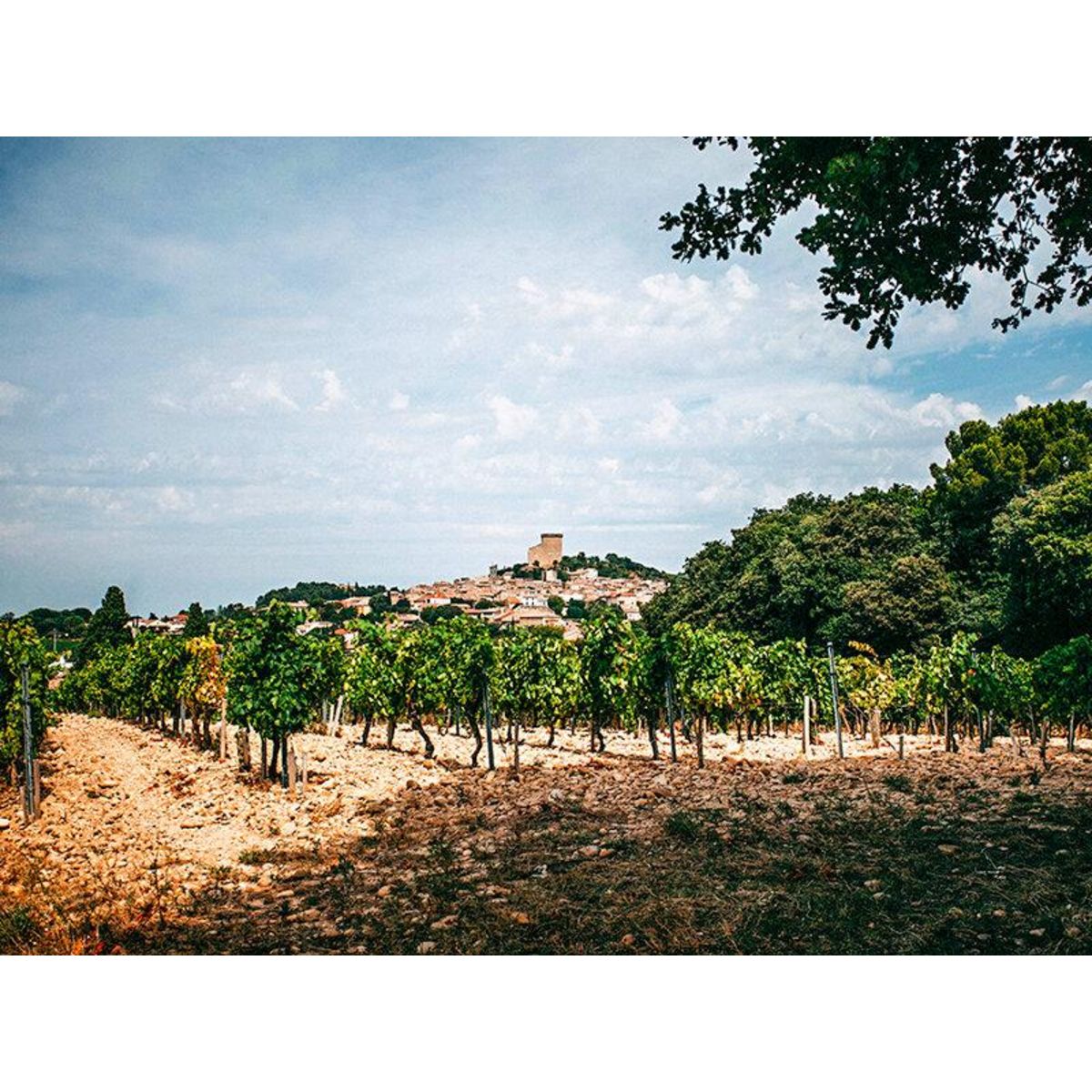 Smartbox Visite d'une cave à Châteauneuf-du-Pape avec dégustation de 4 vins et 1 bouteille offerte - Coffret Cadeau Gastronomie