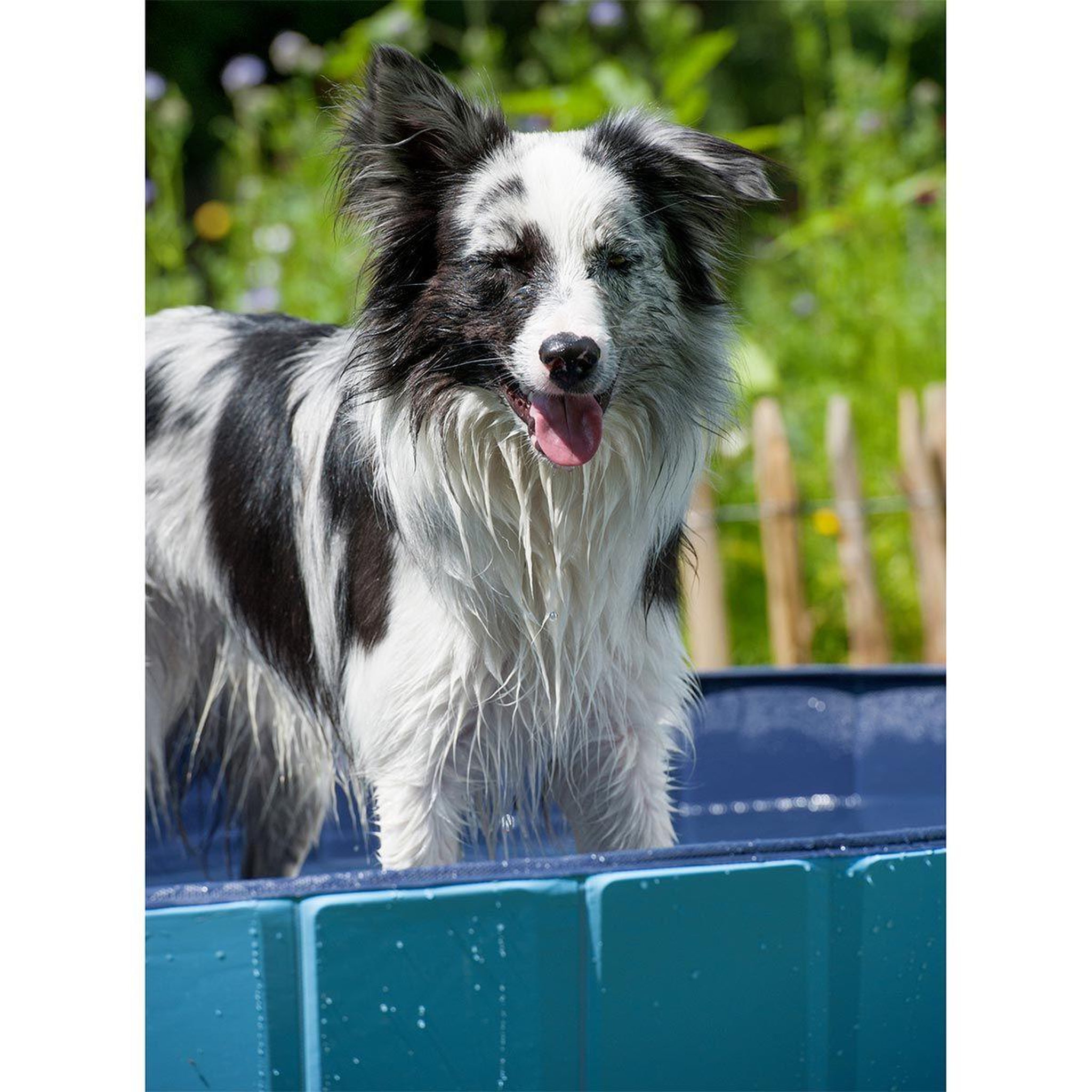 Voir la diapositive 4 : LOVE STORY Piscine pour chien  robinet  120cm bleu