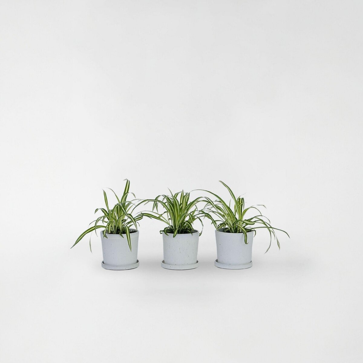 PLANT IN A BOX Plante araignée - Set de 3 - Chlorophytum comosum 'Atlantic' - H25-40cm - ⌀12cm