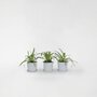 Voir la diapositive 6 : PLANT IN A BOX Plante araignée - Set de 3 - Chlorophytum comosum 'Atlantic' - H25-40cm - ⌀12cm