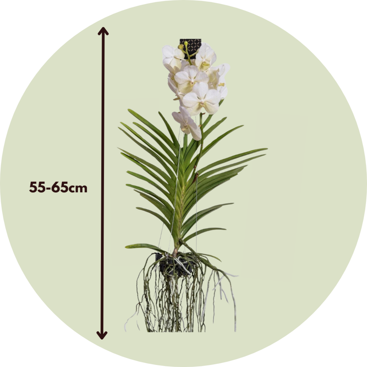 PLANT IN A BOX Orchidée - Vanda 'White' - Hauteur 55-65cm