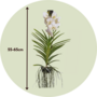 Voir la diapositive 2 : PLANT IN A BOX Orchidée - Vanda 'White' - Hauteur 55-65cm