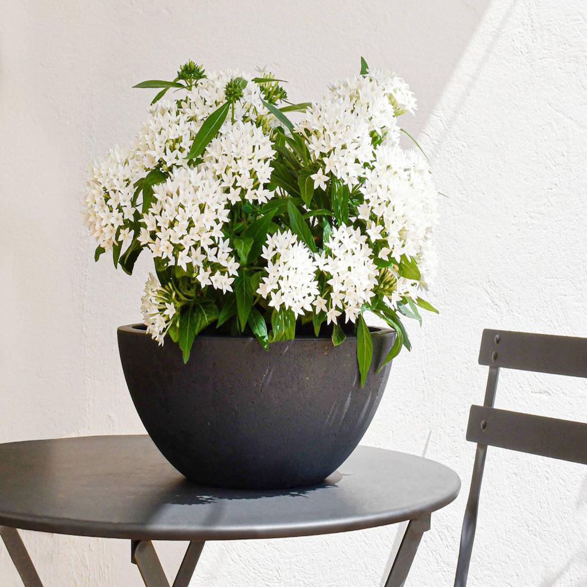 Eda Pot de fleurs vasque Basalt Up Ø 29 x 12 cm - 5,5 L - Gris anthracite - Eda