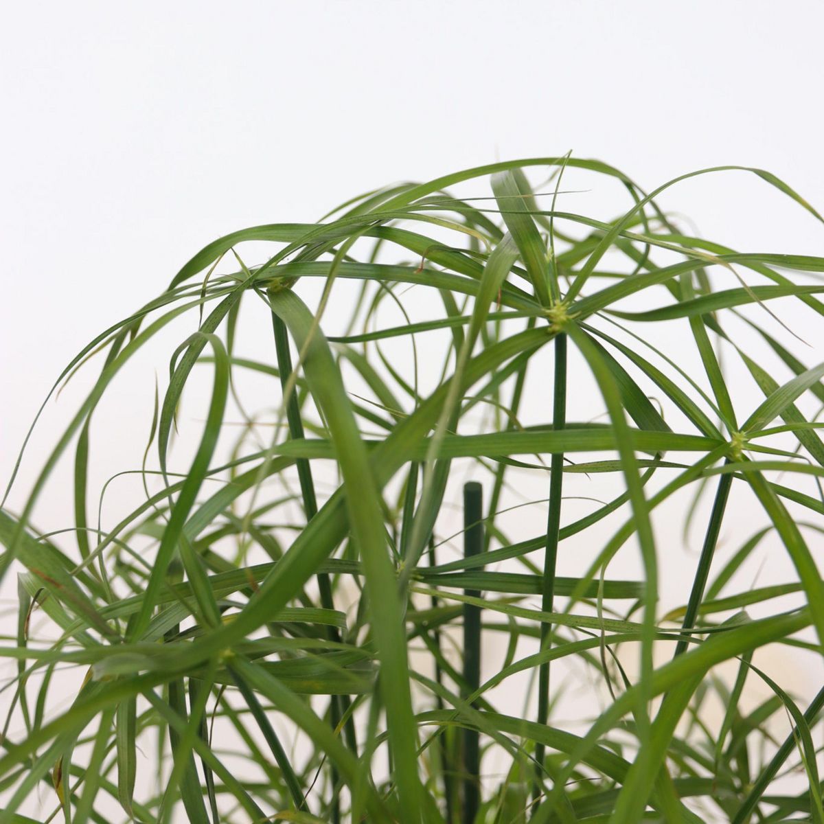PLANT IN A BOX Papyrus - Set de 4 - Cyperus alternifolius - Hauteur 40-50cm - ⌀14cm