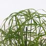 Voir la diapositive 3 : PLANT IN A BOX Papyrus - Set de 4 - Cyperus alternifolius - Hauteur 40-50cm - ⌀14cm