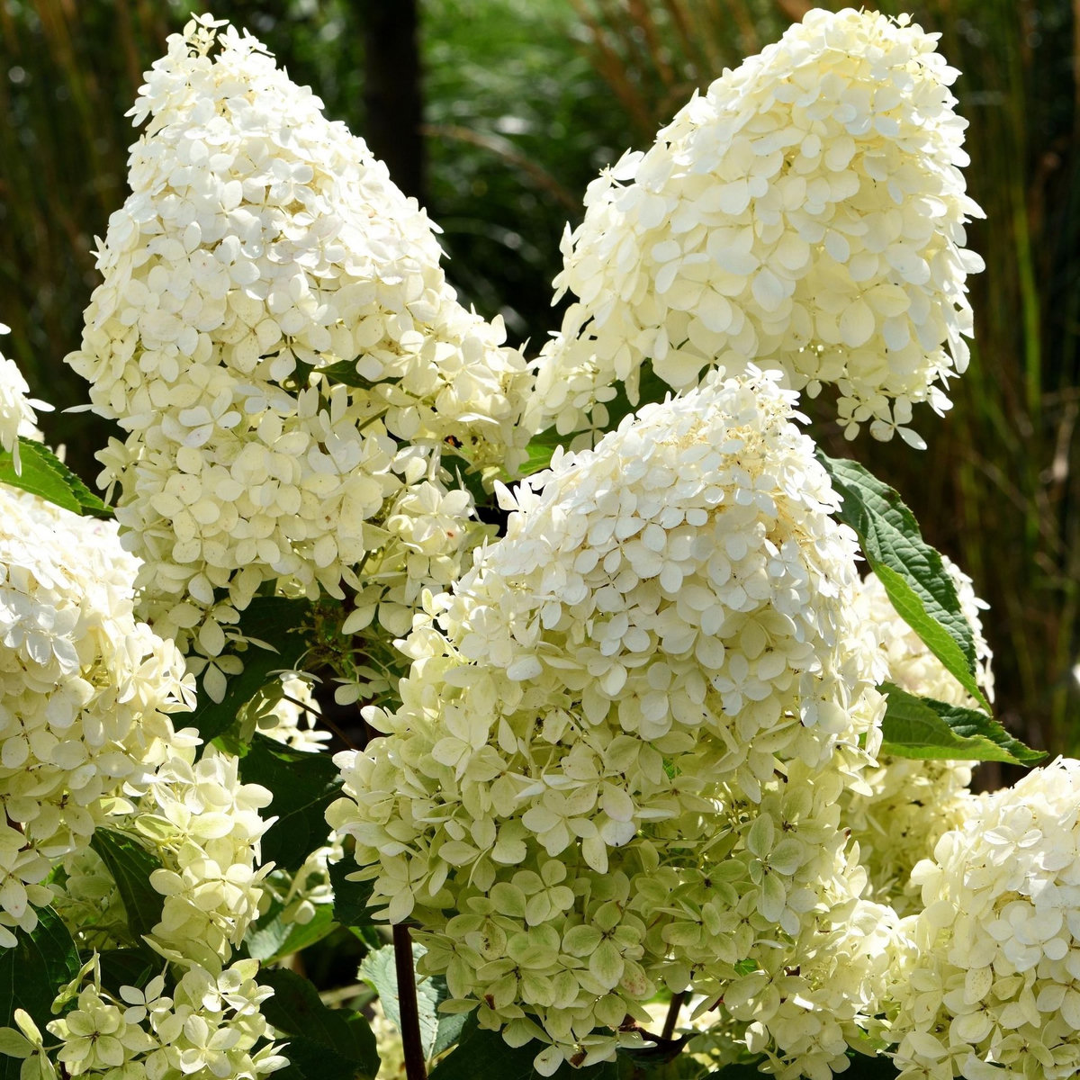 PLANT IN A BOX Hortensia - Set de 3 - Hydrangea paniculata 'Phantom' - Hauteur 25-40cm - ⌀9cm
