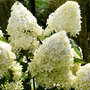 Voir la diapositive 3 : PLANT IN A BOX Hortensia - Set de 3 - Hydrangea paniculata 'Phantom' - Hauteur 25-40cm - ⌀9cm