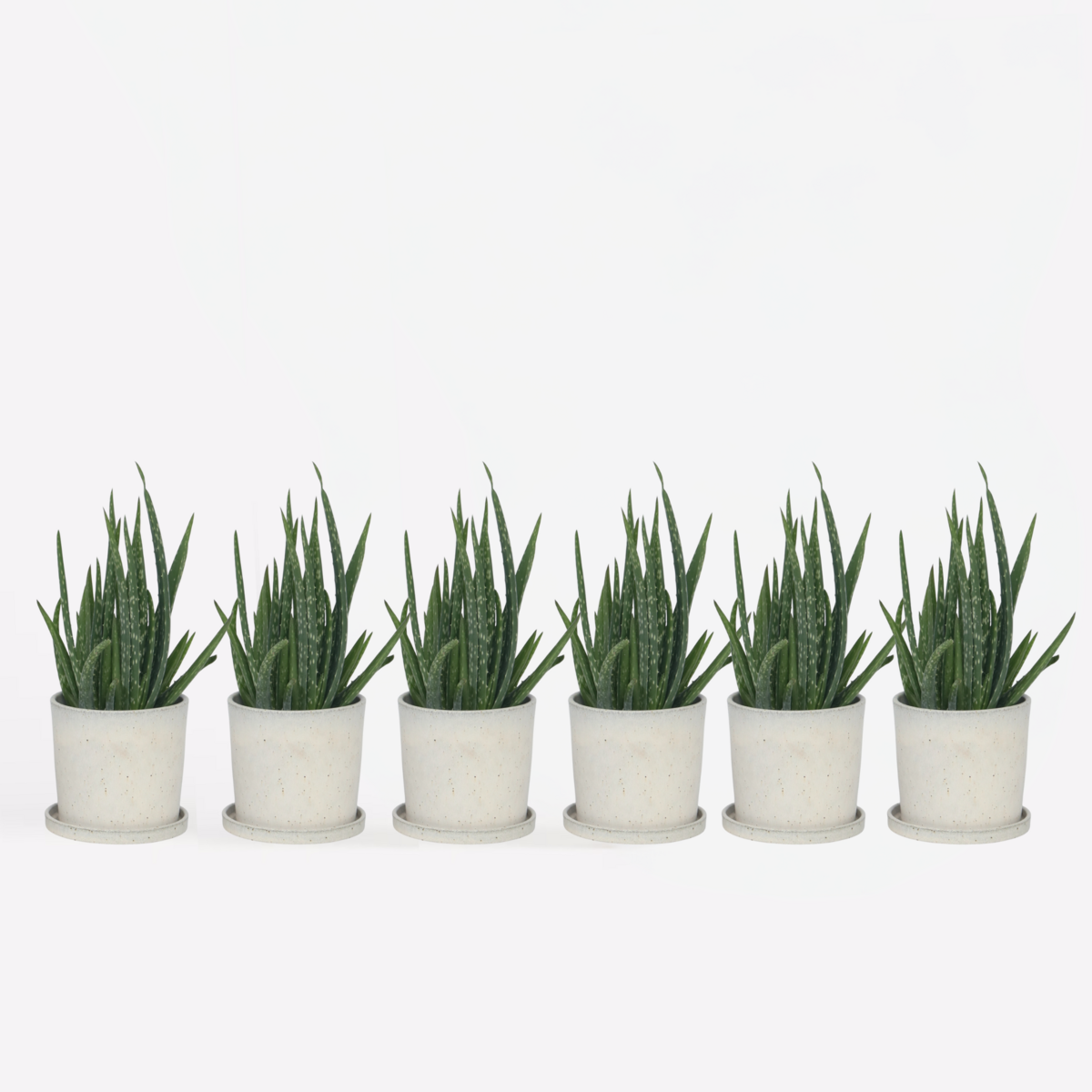 PLANT IN A BOX Aloe vera - Set de 6 - Aloe barbadensis - Hauteur 25-40cm - ⌀10,5cm