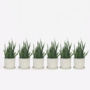 Voir la diapositive 6 : PLANT IN A BOX Aloe vera - Set de 6 - Aloe barbadensis - Hauteur 25-40cm - ⌀10,5cm