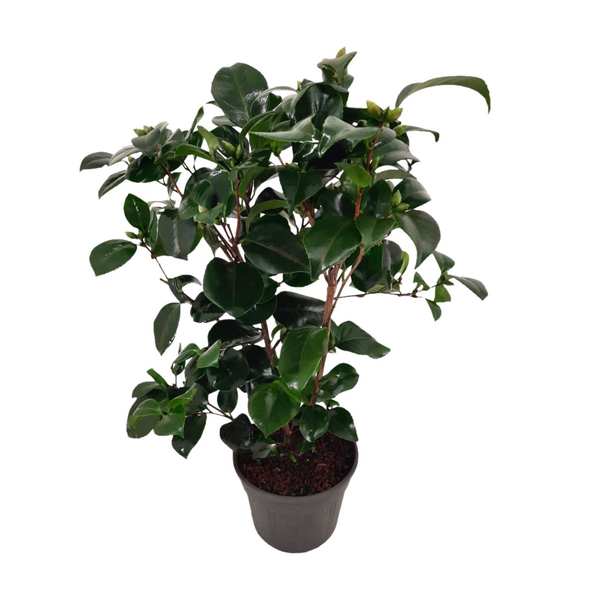 PLANT IN A BOX Camélia - Camellia japonica 'Lady Campbell' - Hauteur 50-60cm - ⌀15cm