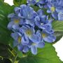 Voir la diapositive 2 : VIDAXL Plante hortensia artificielle avec pot 60 cm Bleu
