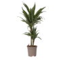Voir la diapositive 1 : PLANT IN A BOX Dragonnier - Dracaena Deremensis 'Warneckei' - Hauteur 60-70cm - ⌀17cm