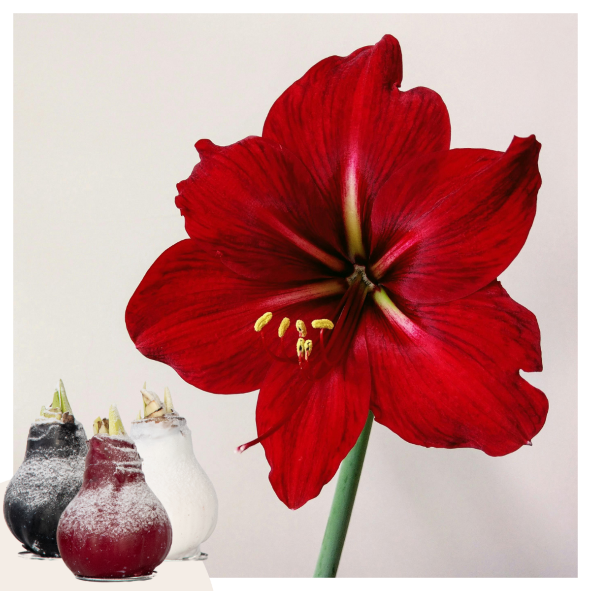 PLANT IN A BOX Amaryllis - Hippeastrum 'Wax Snow Mix' - Bulbe de fleur - Rouge