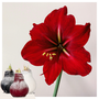 Voir la diapositive 6 : PLANT IN A BOX Amaryllis - Hippeastrum 'Wax Snow Mix' - Bulbe de fleur - Rouge