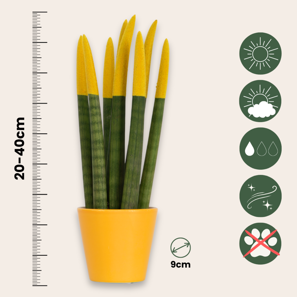 PLANT IN A BOX Sansevieria cylindrique - Hauteur 20-40cm - Pot 9cm