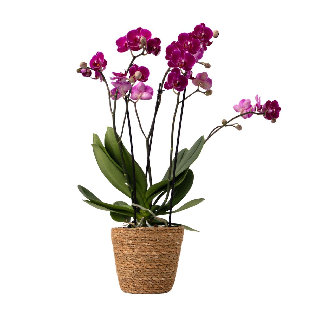 PLANT IN A BOX Orchidée papillon - Phalaenopsis Multiflora avec panier - Hauteur 35-45cm -⌀12cm