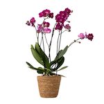 PLANT IN A BOX Orchidée papillon - Phalaenopsis Multiflora avec panier - Hauteur 35-45cm -⌀12cm