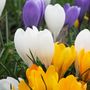 Voir la diapositive 4 : PLANT IN A BOX Bulbes de crocus - Lot de 70 - Fleurs printanières colorées pour jardin