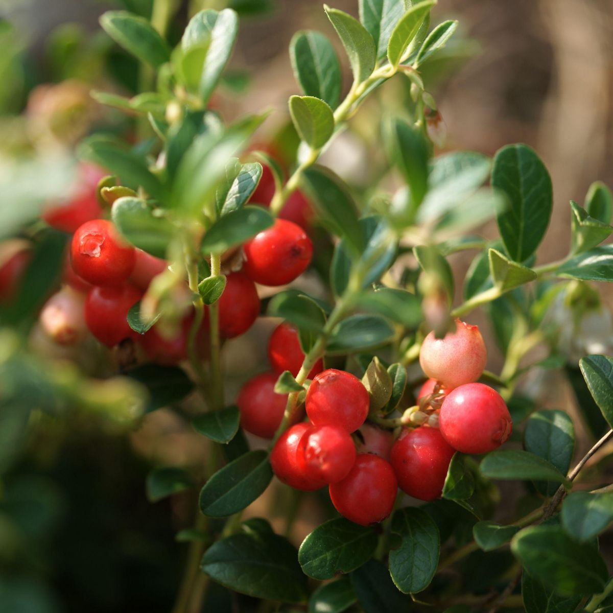 PLANT IN A BOX Canneberge - Set de 3 - Vaccinium macrocarpon 'Cranberry' - H10-20cm - ⌀9cm
