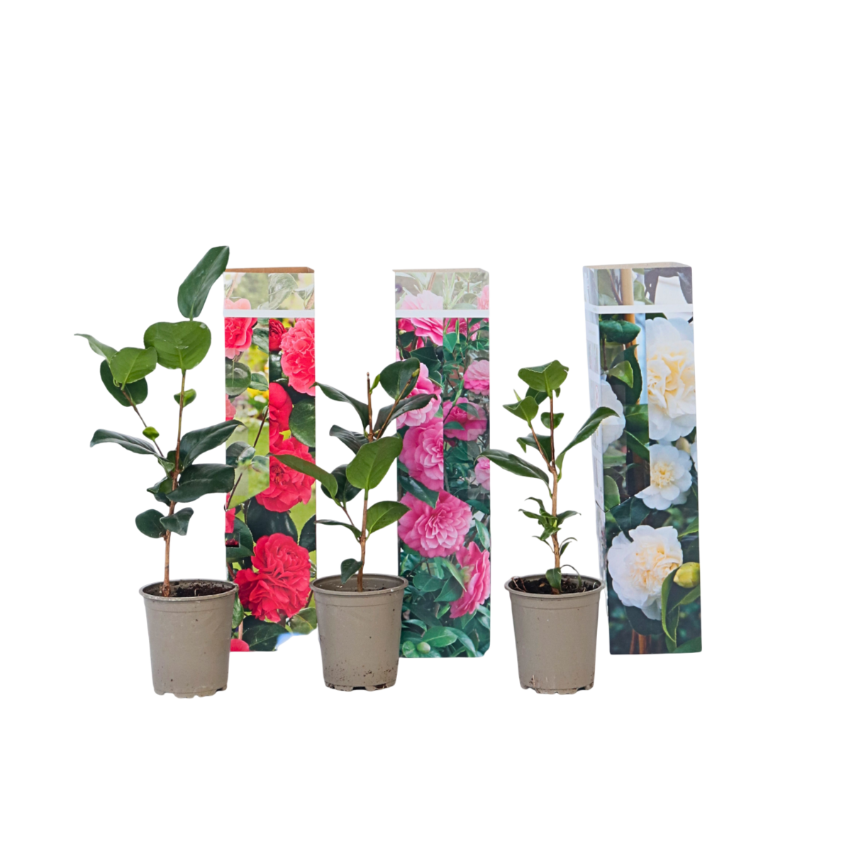 PLANT IN A BOX Camélia - Set de 3 - Camellia japonica - Hauteur 25-40cm - ⌀9cm