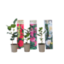 Voir la diapositive 1 : PLANT IN A BOX Camélia - Set de 3 - Camellia japonica - Hauteur 25-40cm - ⌀9cm