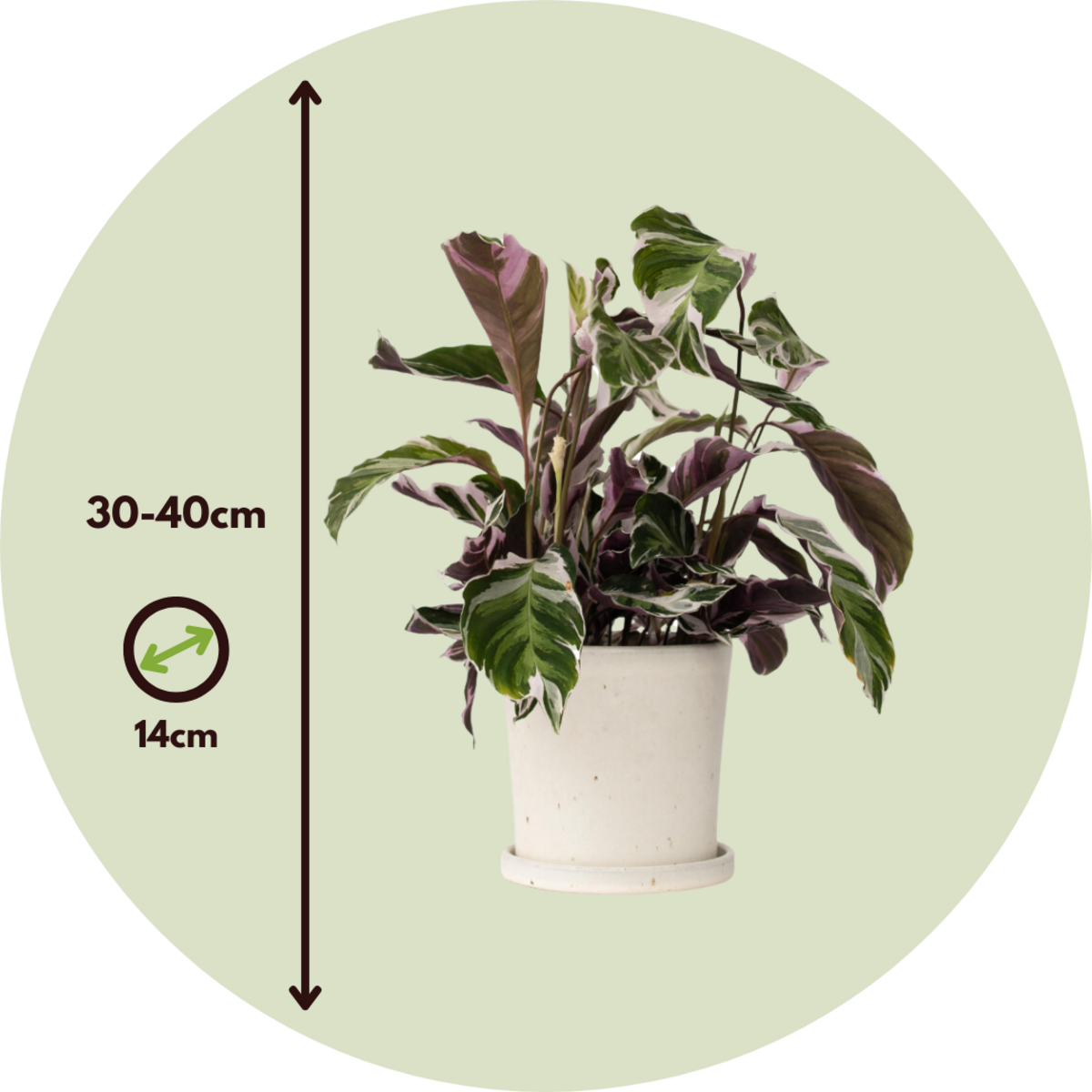 PLANT IN A BOX Calathée - Set de 2 - Calathea Lietzei 'White Fusion' - Hauteur 30-40cm - ⌀14cm