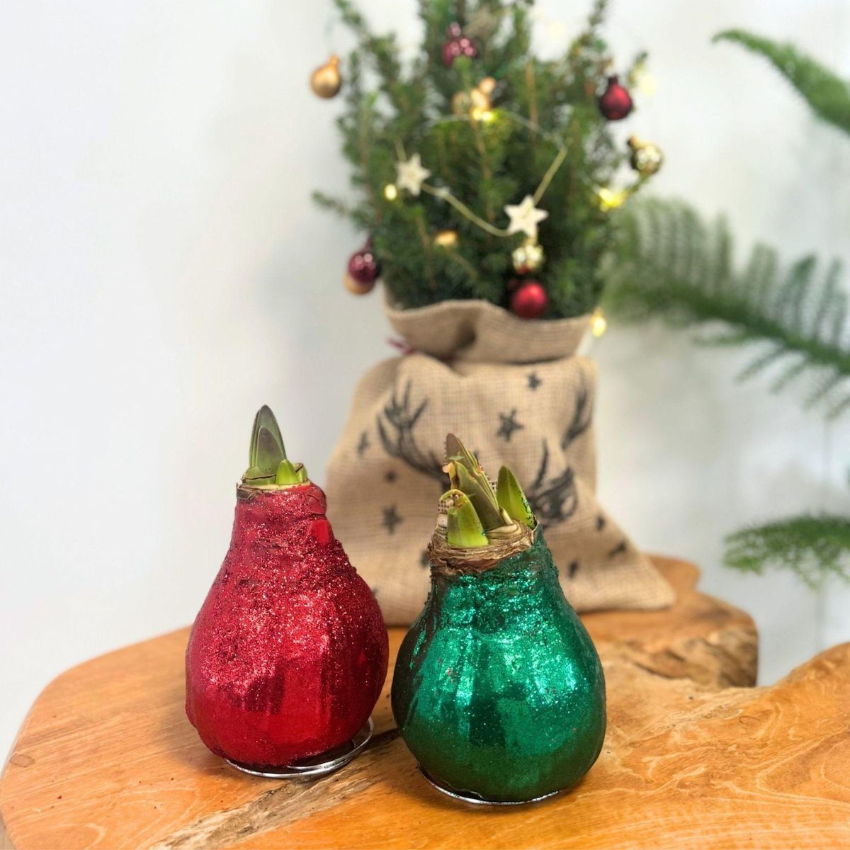 PLANT IN A BOX Amaryllis - Hippeastrum 'Duo Scintillant' - Rouge et Vert